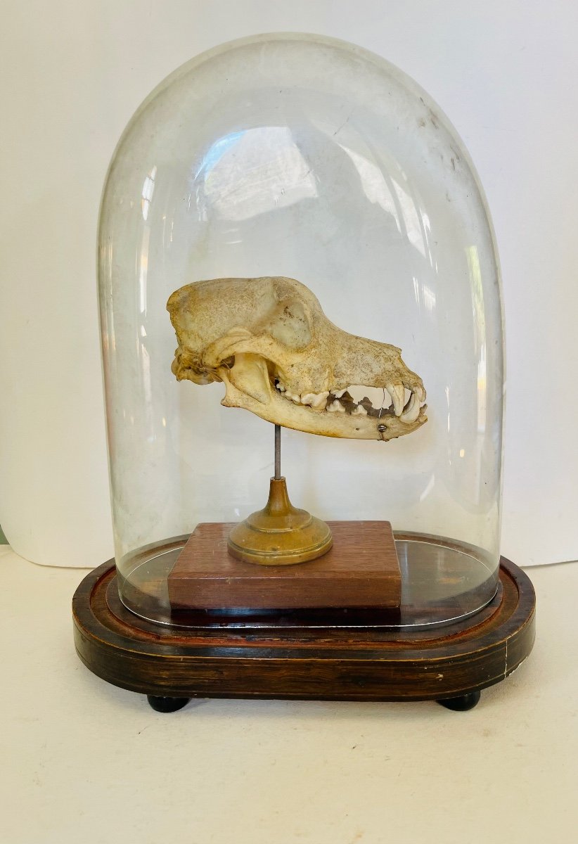 Dog Skull 